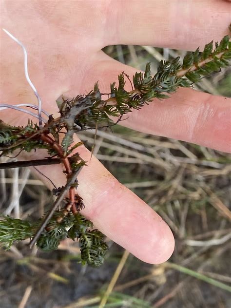 Broadleaf Water Milfoil Adirondack Research Guidebook Inaturalist