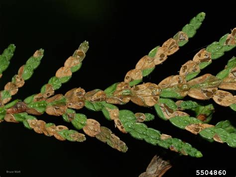 Needle Blight Of Cedar Didymascella Thujina E J Durand Marie