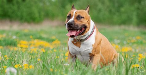 American Staffordshire Terrier Breed Info Breed Advisor