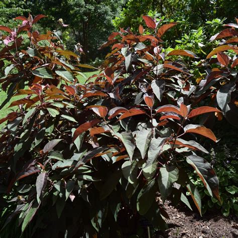 Hydrangea Aspera Hot Chocolate Find Haveplanter