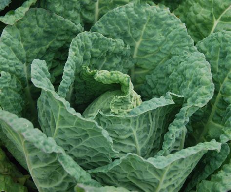 Cabbage Savoy Awapuni Nurseries