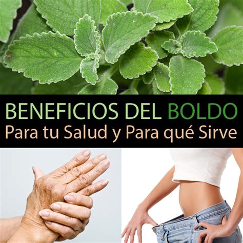 Beneficios Del Boldo Para Tu Salud Y Para Qu Sirve La Gu A De Las