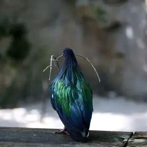 Nicobar Pigeon - Facts, Diet, Habitat & Pictures on Animalia.bio