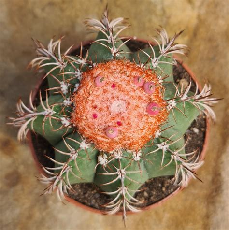 Melocactus matanzanus