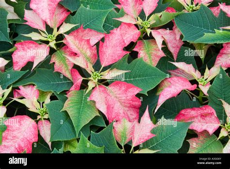 Poinsettias Mexico Hi Res Stock Photography And Images Alamy