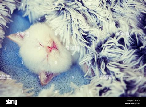 Sleeping cute little kitten, covered with a fluffy blanket Stock Photo ...