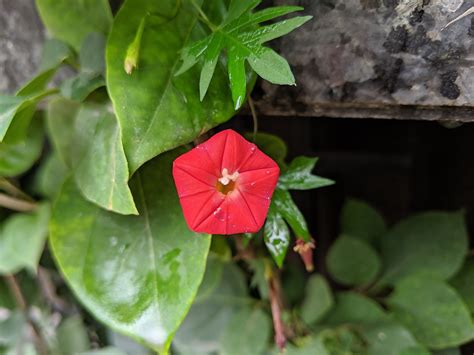 Gree Flores Foto Gratis En Pixabay Pixabay