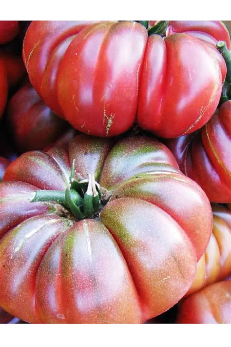 Tomate Purple Calabash Bio Fleischtomate Samenfest