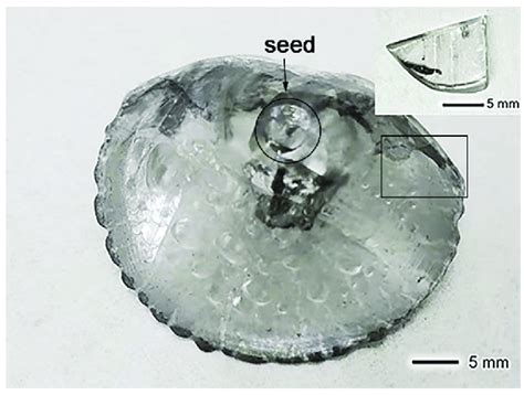 A Photograph Of A Ga O Crystal Containing The Floating Particles