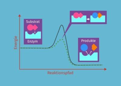 Enzymreaktionen Definition Zusammenfassung Easy Schule