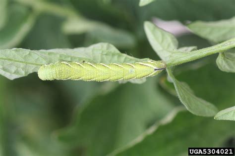 Earth And Space News Tomato Hornworms Become Five Spotted Hawkmoths Manduca Quinquemaculata