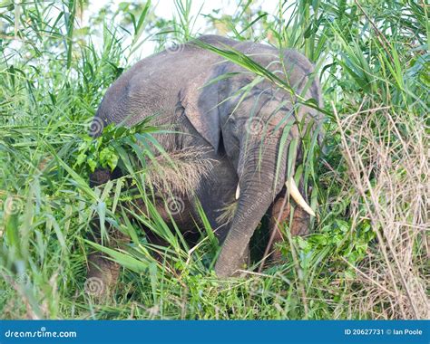 Borneo Pygmy Elephant Stock Image - Image: 20627731