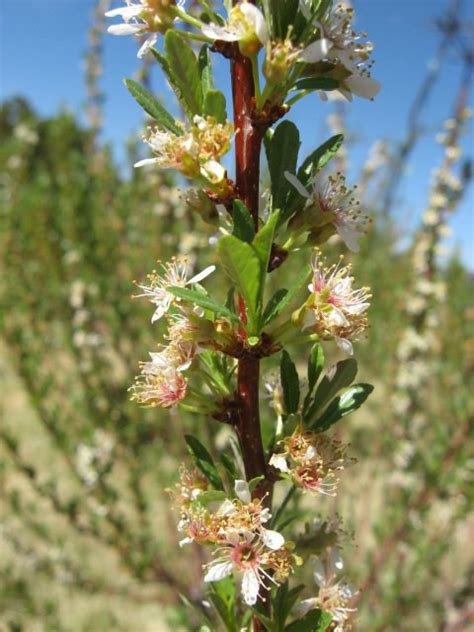 Prunus Pumila Var Besseyi Western Sand Cherry Santa Fe Botanical