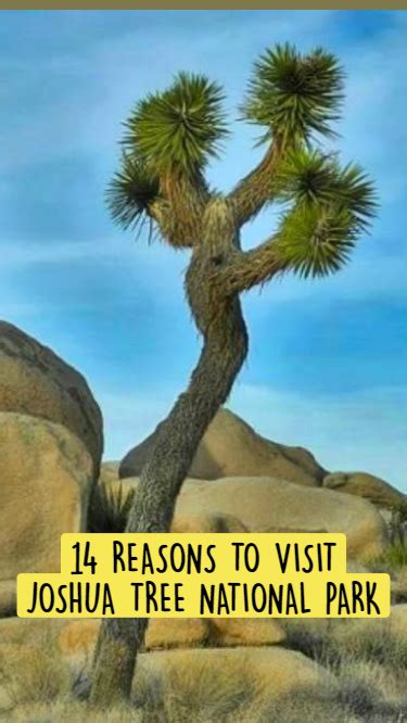 14 Reasons To Visit Joshua Tree National Park Artofit