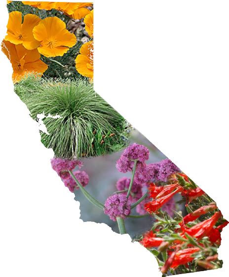 California Native Plants — Green Acres Nursery & Supply