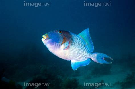 【紅海 珊瑚礁 水産動物 水中 生物学 生物海洋学】の画像素材64045398 写真素材ならイメージナビ