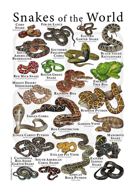 Snakes Of The World Poster Etsy Types Of Snake Snake Dangerous