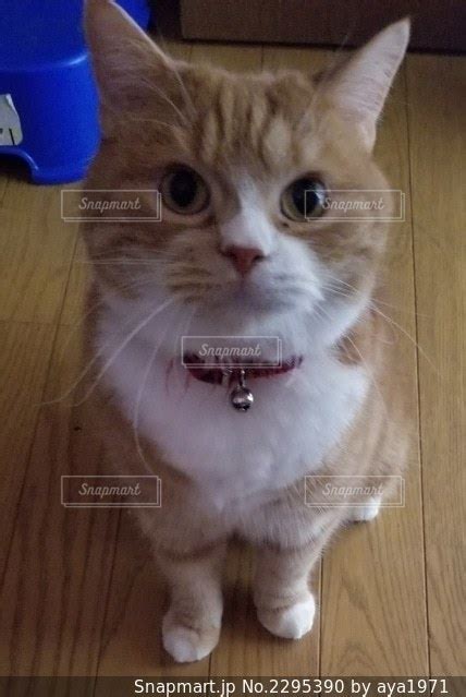 カメラを見ている猫の写真・画像素材 2295390 Snapmart（スナップマート）