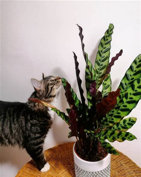 Rattlesnake Plant Calathea Lancifolia Care And Growing Guide