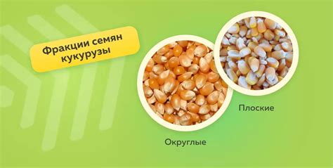 Калибровка семян кукурузы