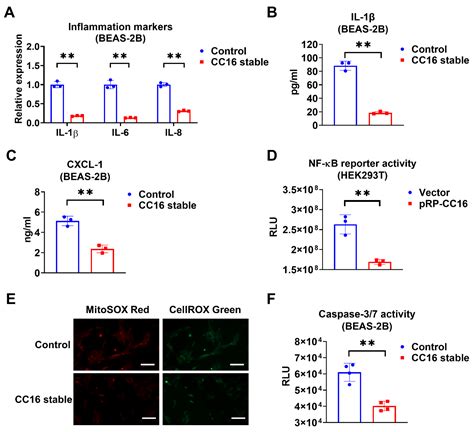 Ijms Free Full Text Cc16 Regulates Inflammation Ros Generation And Apoptosis In Bronchial