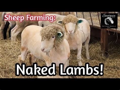 Sheep Farming Naked Lambs The Day After Shearing August