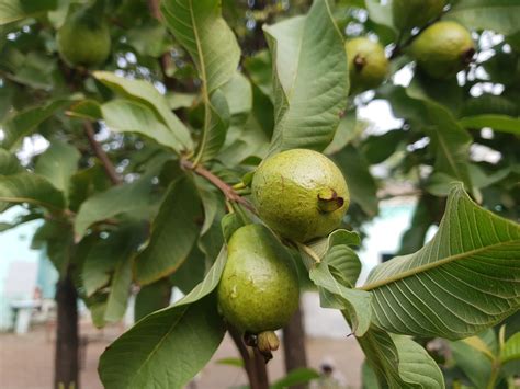 Guava tree – Stories from the Wood Wide Web