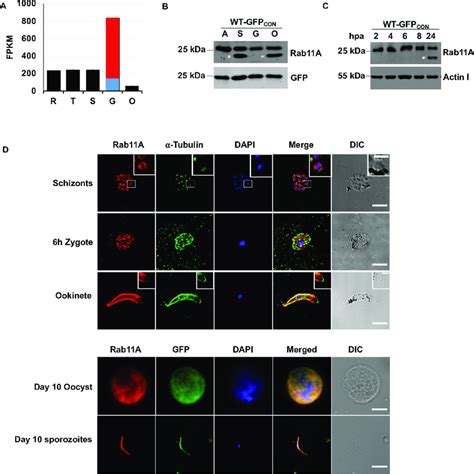 Rab11a Expression And Localization During P Berghei Life Cycle Stages Download Scientific