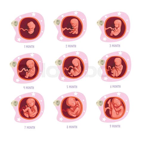 Process Of Pregnancy From 1st To 9th Stock Vector Colourbox