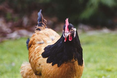 Sanidad De Pollos De Engorde Todo Lo Que Necesitas Saber Soluciones