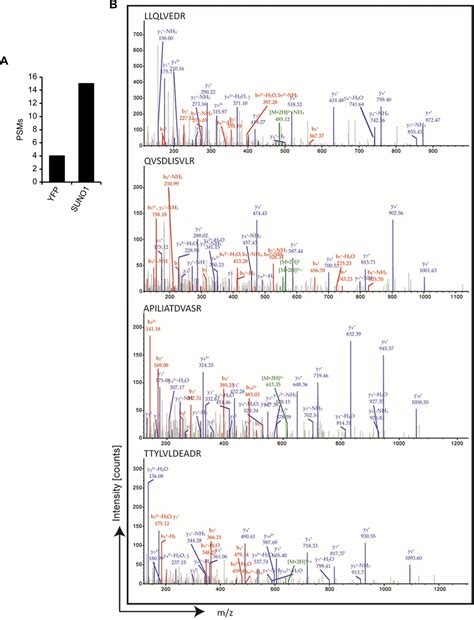 Figures And Data In The S Phase Induced Lncrna Suno Promotes Cell