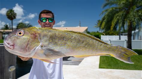 Best Way To Fillet Golden Tilefish Youtube