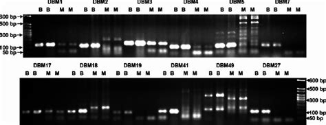 Agarose Gel Based Polymerase Chain Reaction Pcr Patterns Of 12 Download Scientific Diagram