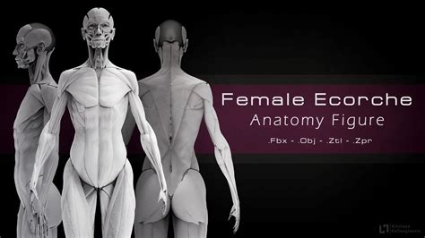 7 Essential Anatomy References Artstation Magazine