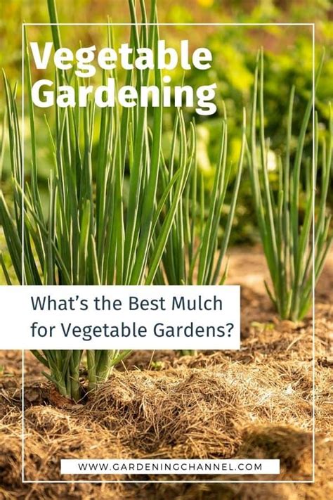 Whats The Best Mulch For Vegetable Gardens Gardening Channel