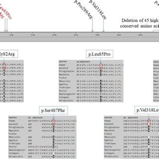 The spectrum of SLC1A2 gene mutations is reported in the literature. a... | Download Scientific ...