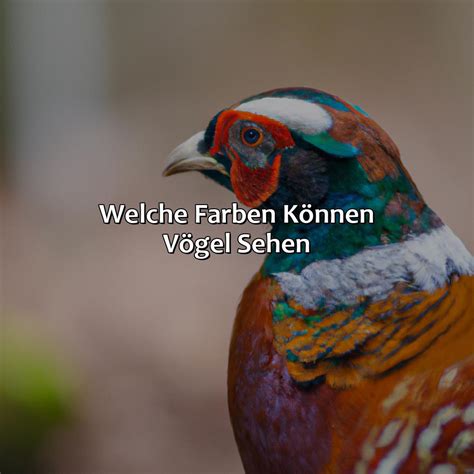 Welche Farbe Können Vögel Gut Sehen VogelWunderland