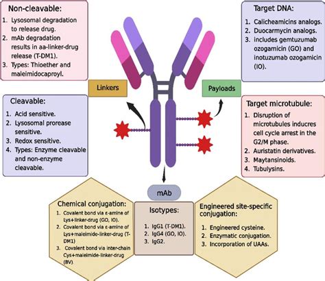 Adcs In Cancer Therapy Innovations Challenges And Outlooks