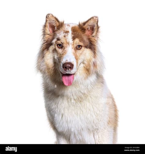 Australian Shepherd Husky Mix