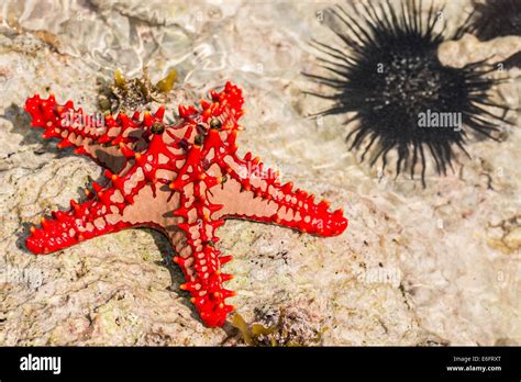 A Wonderful Starfish In Zanzibarindian Ocean Stock Photo Alamy