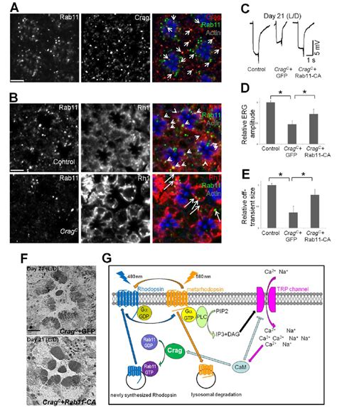 Crag Genetically Interacts With Rab11 In Vivo A Immunostaining Of