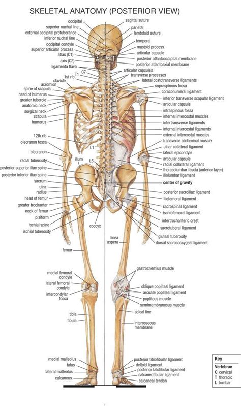 Huesos Del Cuerpo Humano Vista Posterior Cbbda