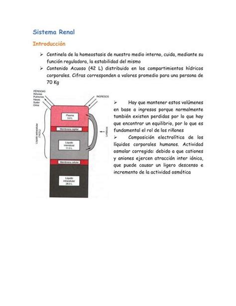 Compilado Transcripci N Fisiolog A Renal Daniela Sim N Cuevas Udocz