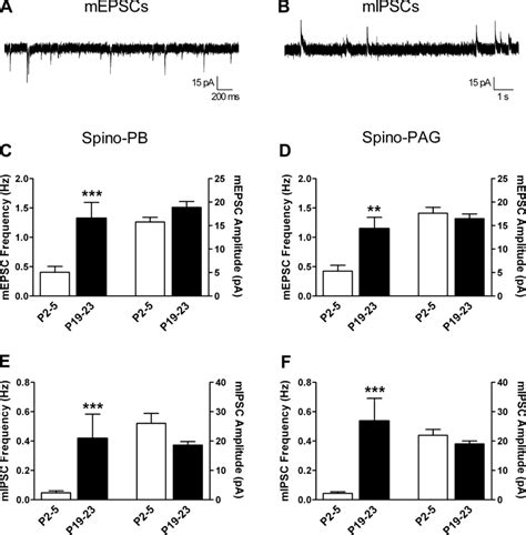 Developmental Increase In The Efficacy Of Spontaneous Excitatory And Download Scientific