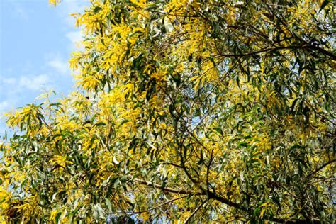 170 Acacia Auriculiformis Stock Photos Pictures And Royalty Free Images