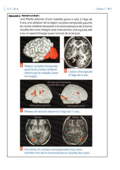 Tp Cerveau Et Voies Visuelles Alloschool