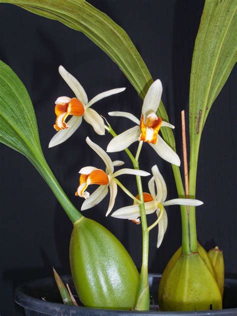 Orquideas Coelogyne Trinervis