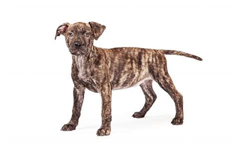 Boxer Reverse Brindle: What Is a Reverse Brindle Dog? | Cuteness