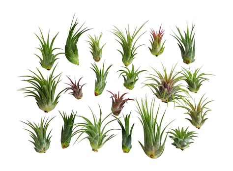 It Blooms Rainforest Grown 20 Pack Assorted Ionantha Species Air Plants