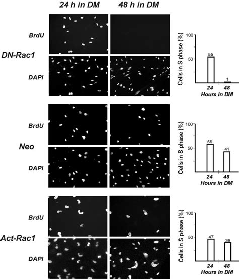 Myoblasts Expressing Dominant Negative Rac1 Withdraw From The Cell Download Scientific Diagram